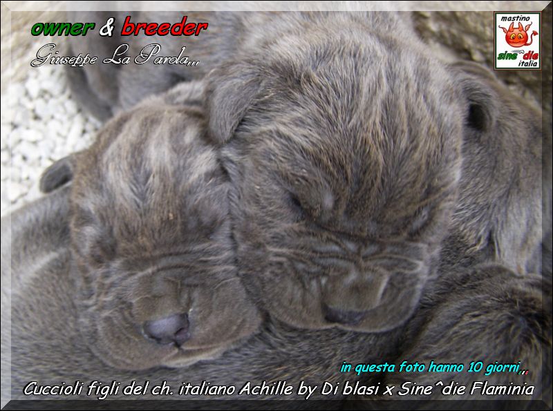 Cuccioli  Achille italian champion  by Di Blasi x Sine^ die Flamninia,,, 17 aprile 2008,