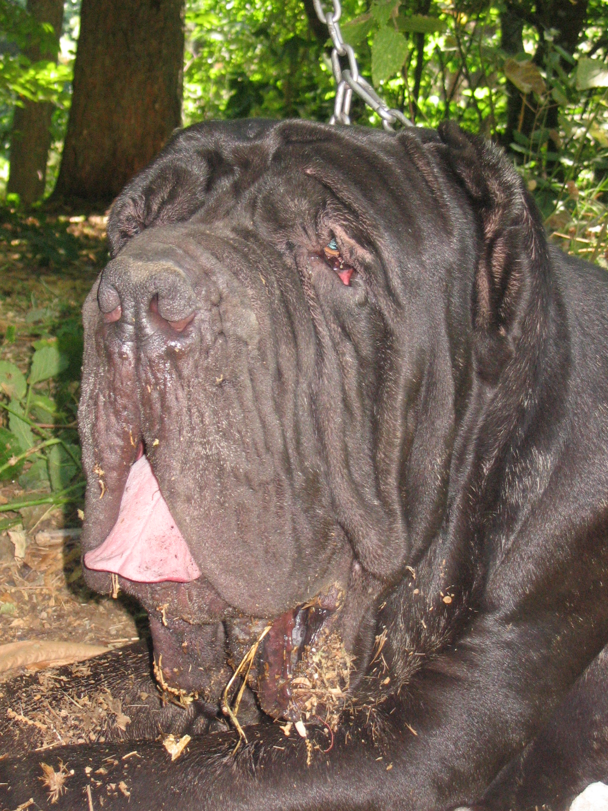 Guaglione by Zambrano Roberto - 1