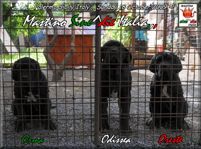 Puppie of Siciliano x Althea,