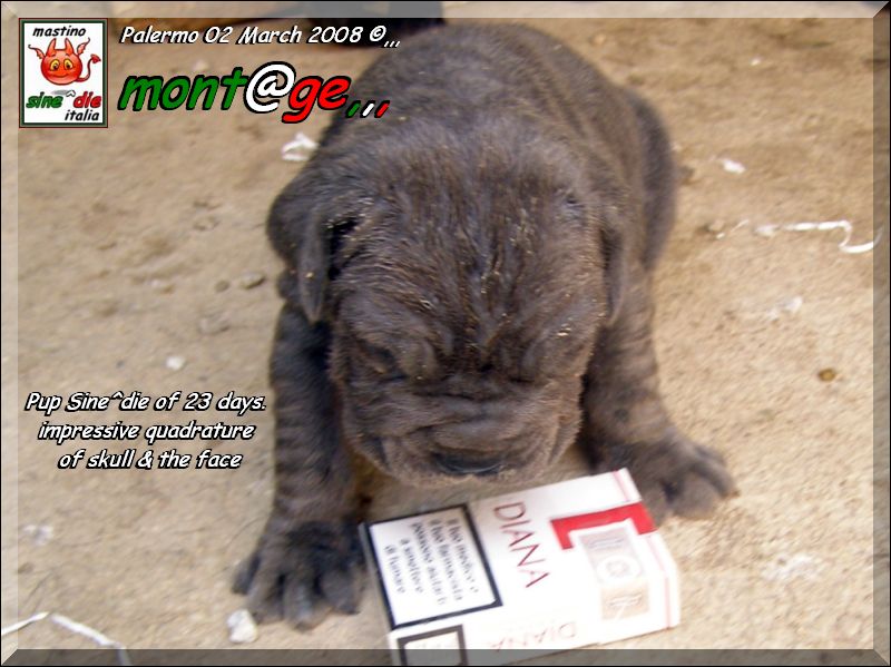 Cuccioli di Demonia & Sicano Sine^die,,, Palermo 02 March 2008,,,