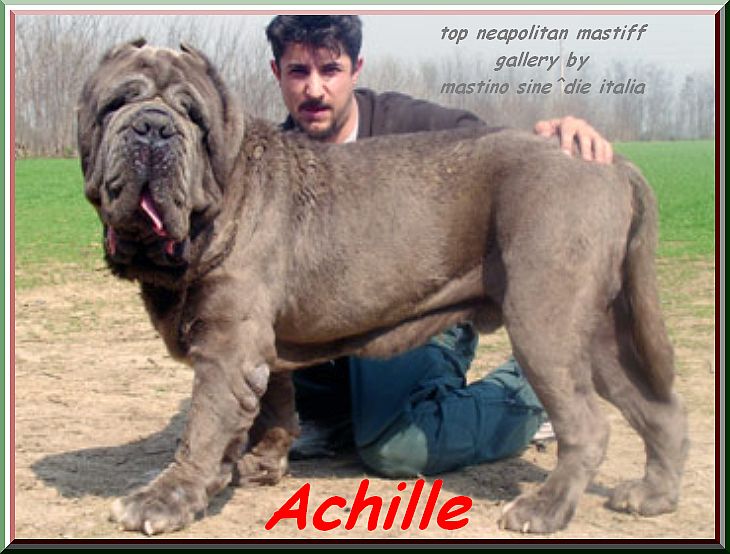Achille 16 xox