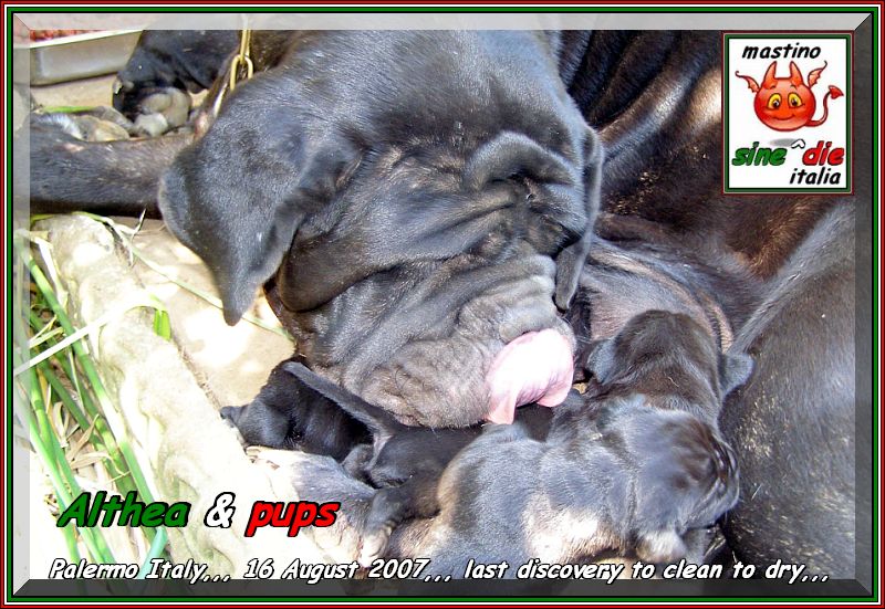 Cuccioli di Althea x Siciliano 16 Agosto 2007,,, oxo