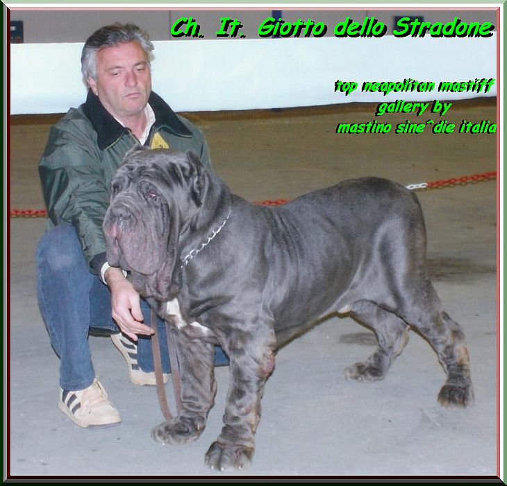 top neapolitan mastiff Giotto dello Stradone xxx by gallery mastino sine^die italia