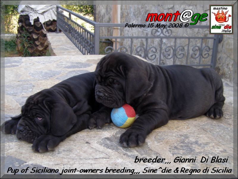 Cuccioli Regno di Sicilia x Sine^die,,,