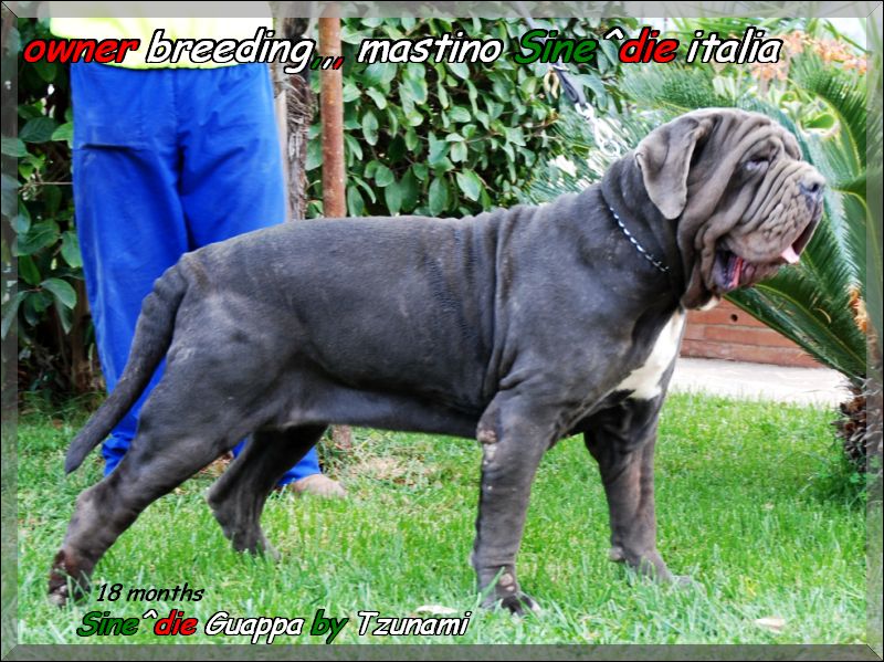 Sine^die Guappa by Tzunami,,, 18 months,,,