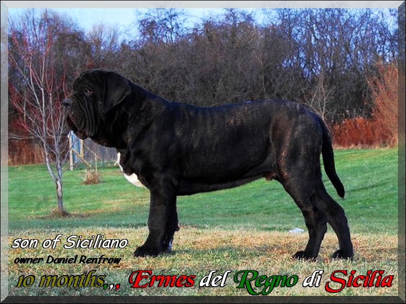 Ermes del Regno di Sicilia,, son of Siciliano by Sine^die,, 10 months
