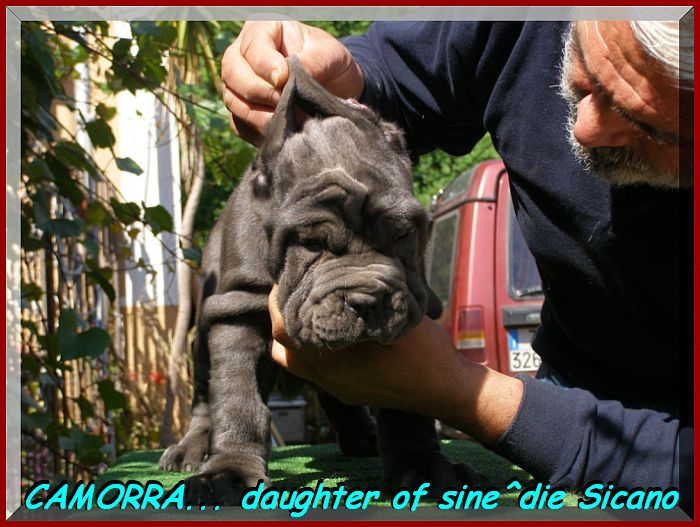 by sine^die Camorra daughter of sine^die Sicano.... 0377