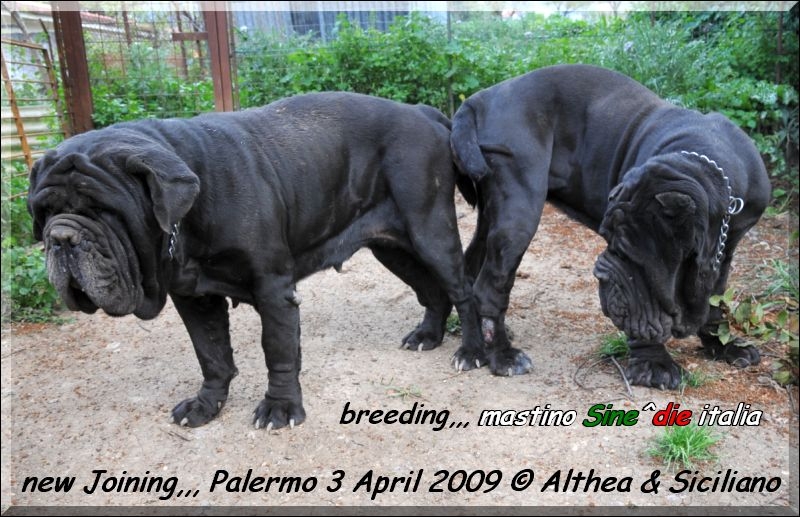 Joining,,, Althea x Siciliano 3 Aprile 2009