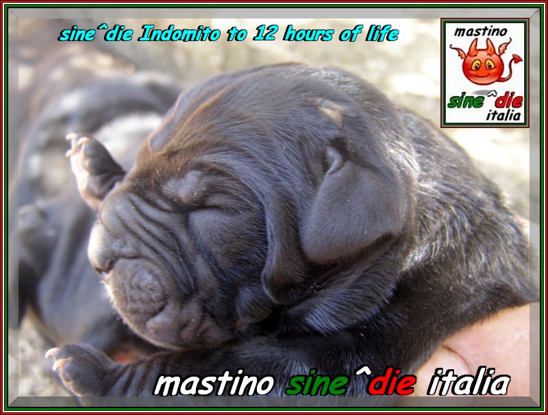 cuccioli Segesta x Siciliano 26 Agosto 2007,,,