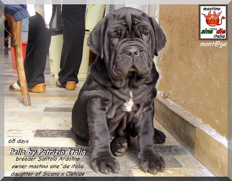 Bella by Patrizio Italia owner mastinosine^die italia.