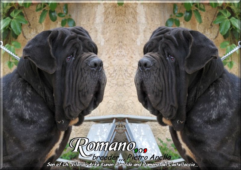 Romano by Pietro Anello 20 months,,