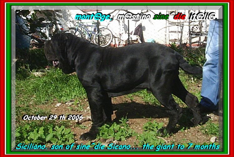 Siciliano son of sine^die Sicano,,, to 7 months