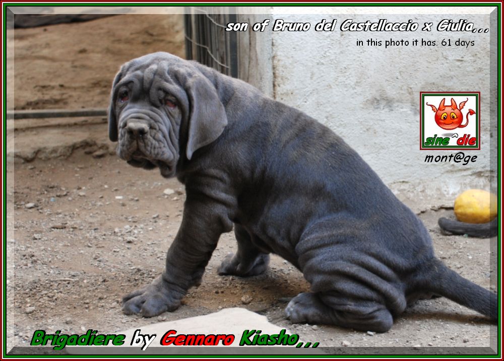 Brigadiere by Gennaro kiasho,,,