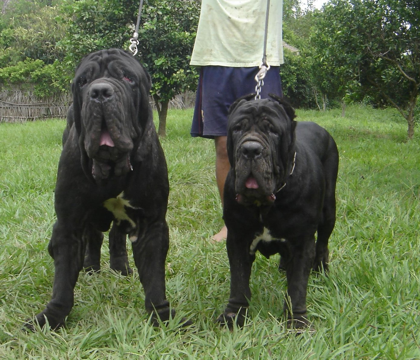 barone y athena