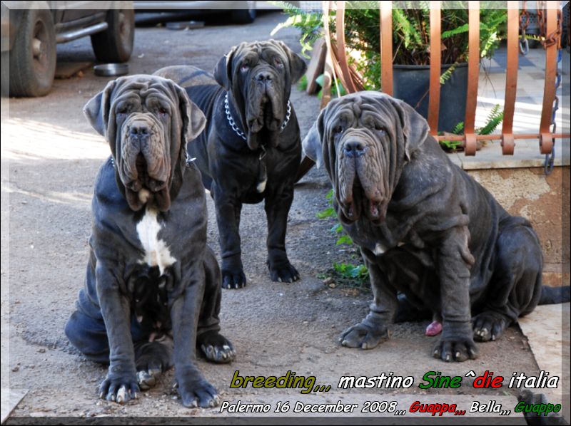Guappa,,, Bella,,, Guappo,,, owner breeding,,, mastino Sine^die italia