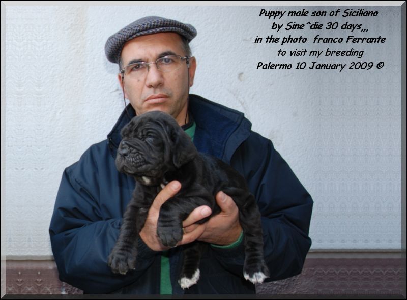 Cuccioli maschi figli di Siciliano by Sine^die,,, di 30 giorni con Ferrante