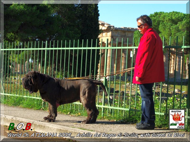 ATIMANA 2008,,, It. Ch. Achille del Regno di Sicilia,,, son of Sine^die Sicano