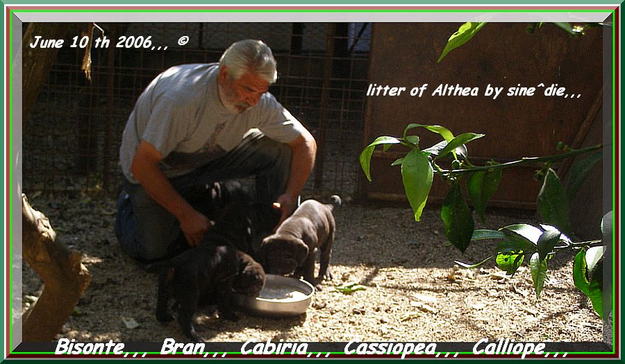Cucciolata Althea by sine^die x Priamo del Castellaccio... 0438