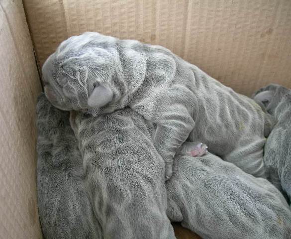 Immagine puppies1