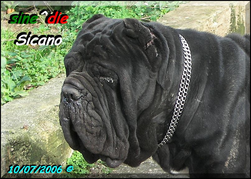super,, latin lover sine^die Sicano,,, owner & breeder Giuseppe la parola,,, Italy,,