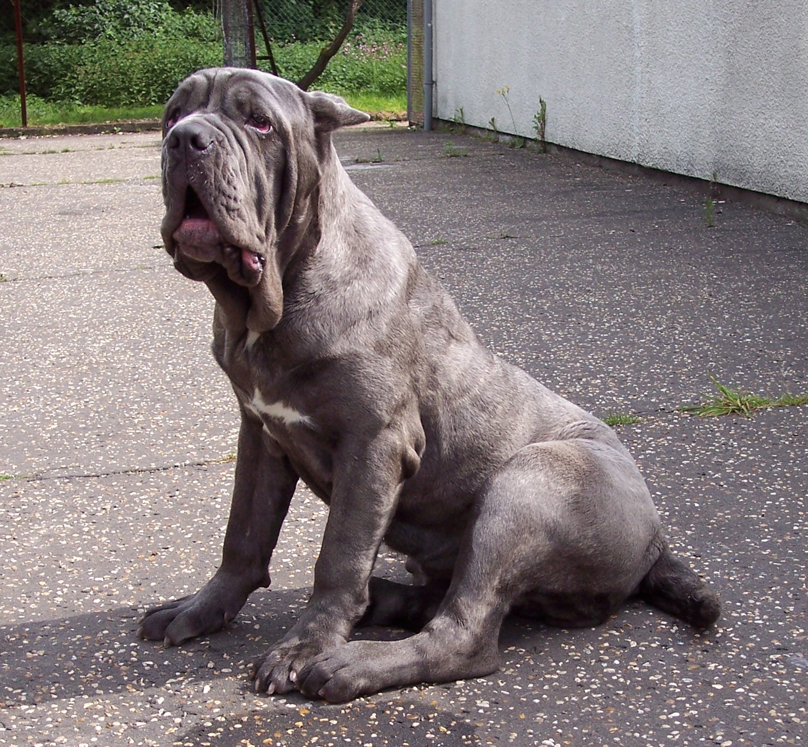 04062006.dogs 009