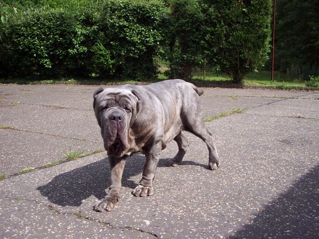 04062006.dogs 004