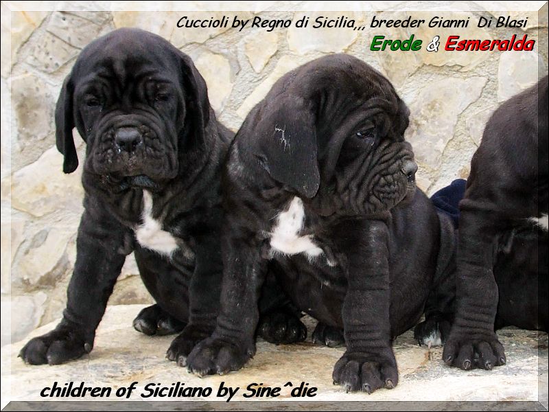 Cuccioli del Regno di Sicilia figli di Siciliano by Sine^die breeder Gianni Di Blasi,