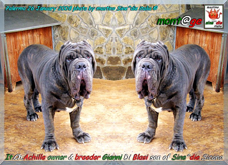 Ch.It. Achille owner & breder,,, Gianni  Di Blasi,,, son of SinE^die Sicano,,,,