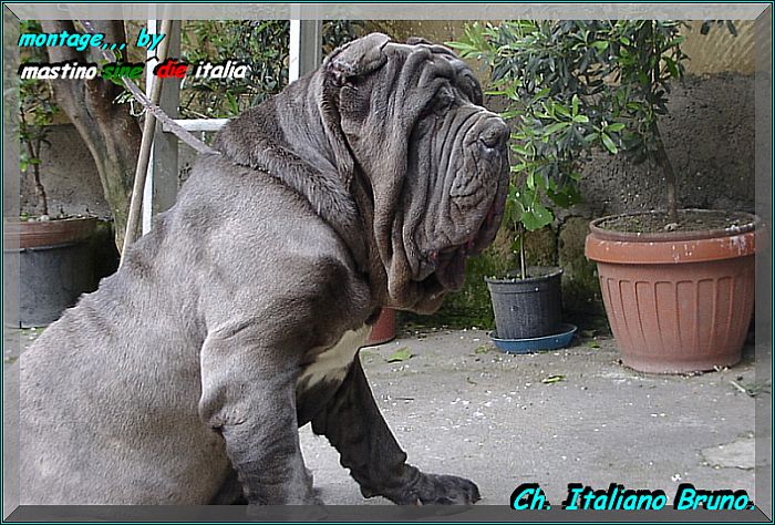 Ch Italiano Bruno by Enrico Sorrentino  xoxo