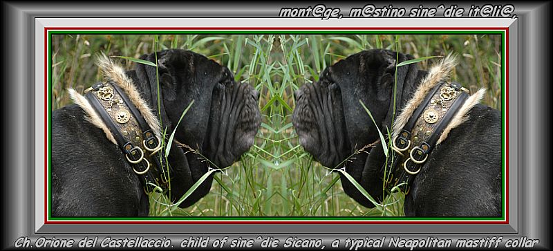 Ch. Orione del Castellaccio,,, a typical collar