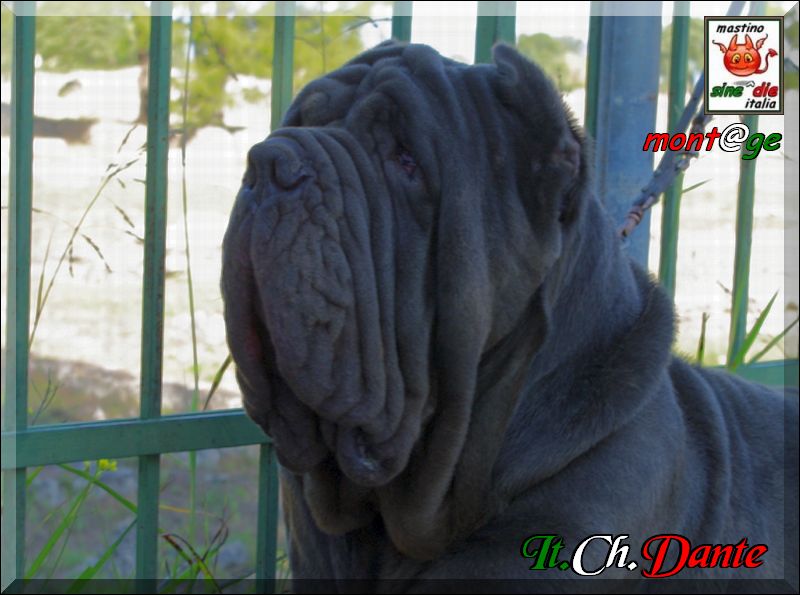 Italian Champion Dante by De Palma,