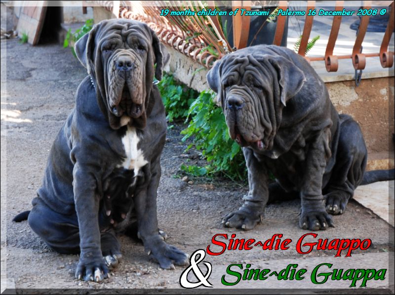 Guappo & Guappa Sine^die 19 months,