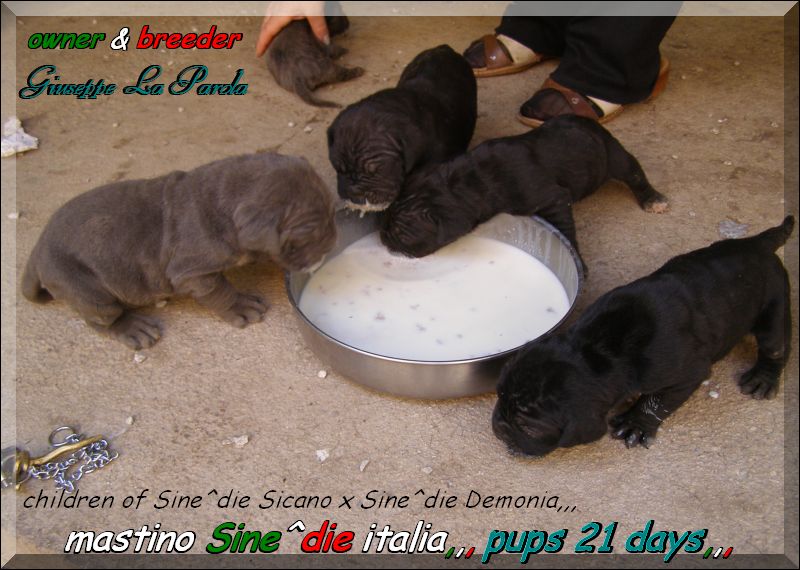 Cuccioli di Demonia & Sicano Sine^die,,, Palermo 01 March 2008,