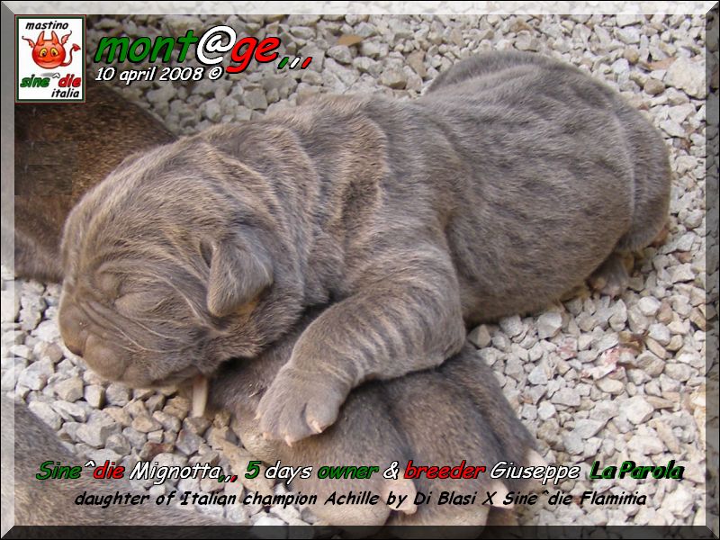 Cuccioli  Achille italian champion  by Di Blasi x Sine^ die Flamninia,,, 10 aprile 2008