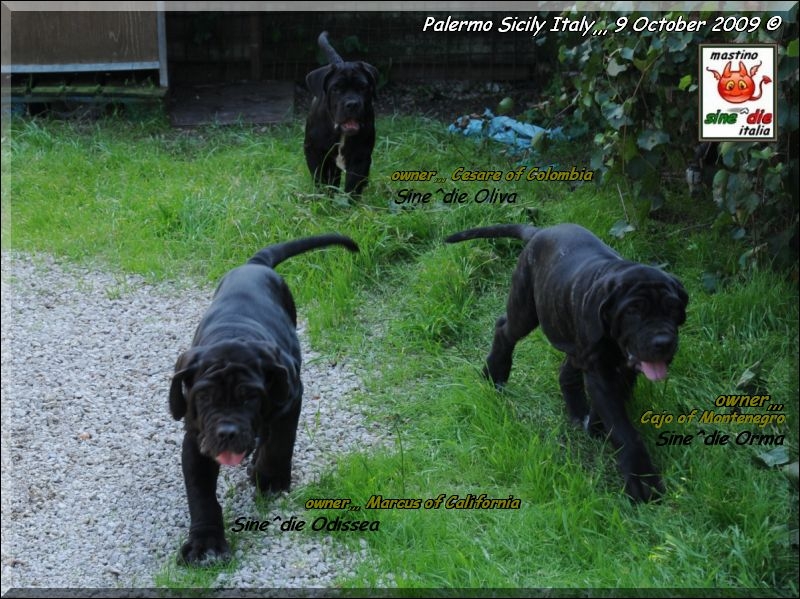Sine^die Odissea,,, Oliva,,, Orma,,,