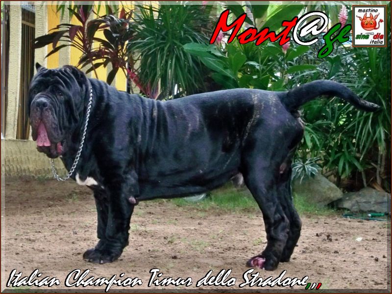 my omage to CESARE and Timur