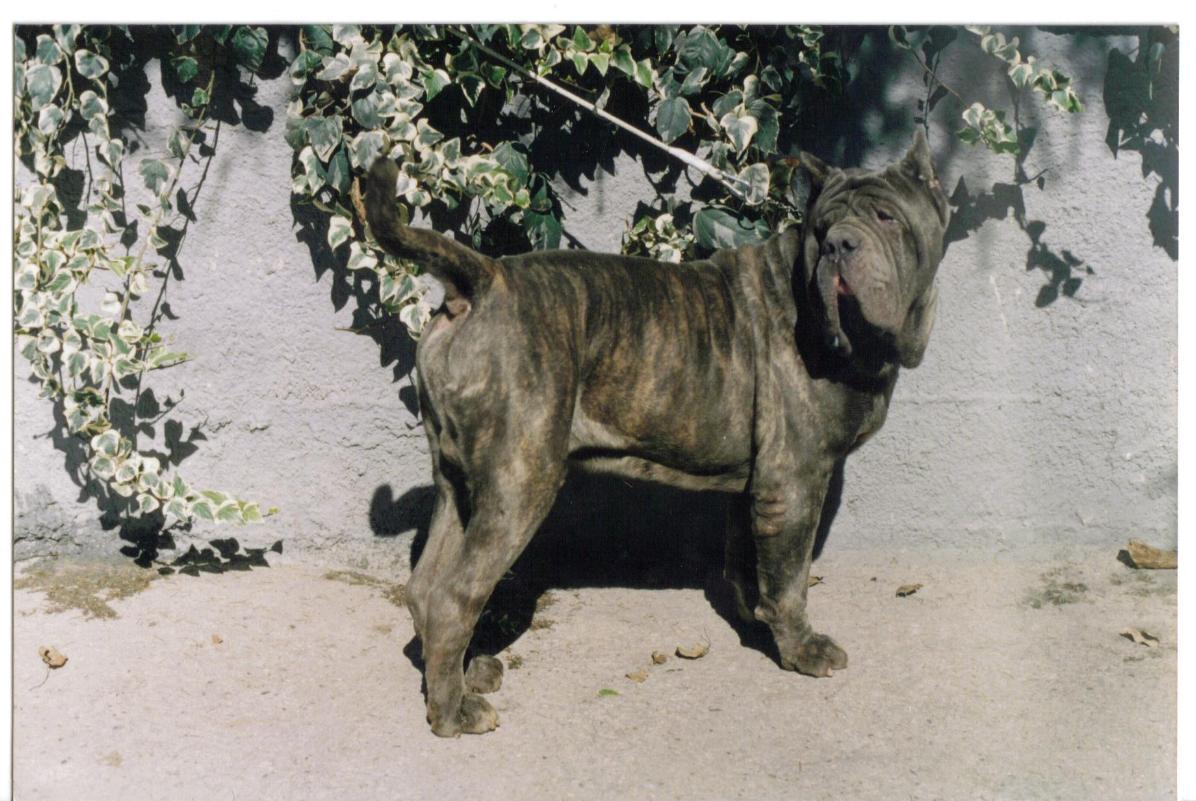 Figlio di Hatrim, fratello di Sansone Miranda Umberto O Baffone