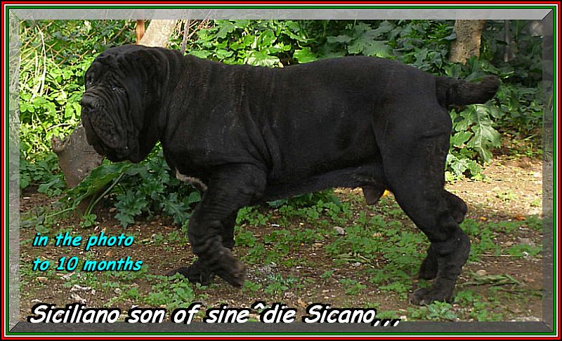 Siciliano son of sine^die Sicano,,, ...