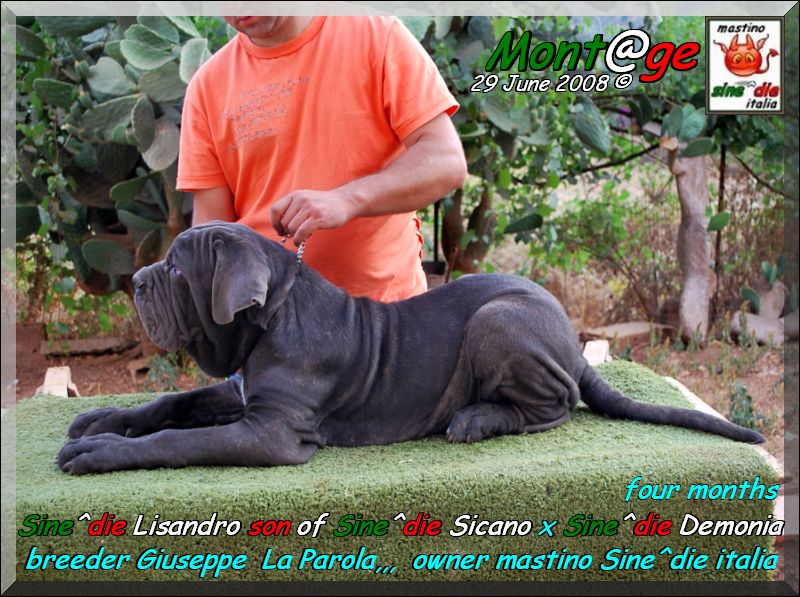 Sine^die Lisandro,,, 29 June 2008,,, son of Sine^die Sicano,,