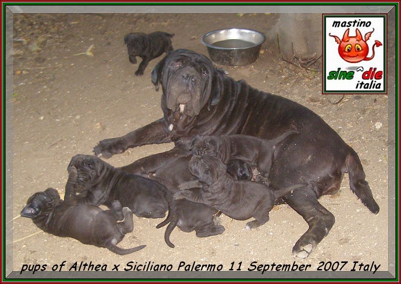 pups of Althea x Siciliano Palermo 11 September 2007 Italy ,,,