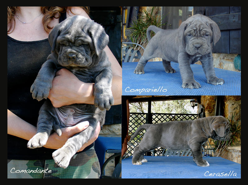 puppy-montage