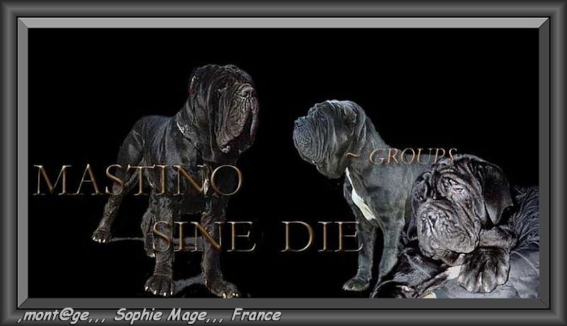logo mastino sine^die italia by sophie