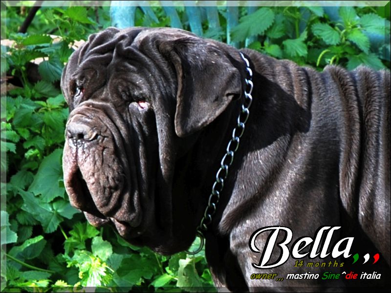Bella,,, 14 months owner mastino Sine^die italia