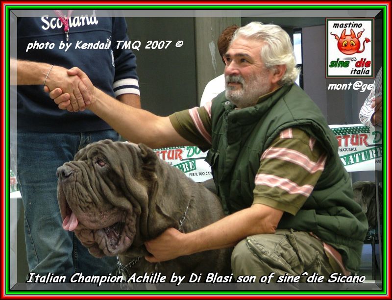 TMQ 2007,,, photo by Kendail It. Ch. Achille by Di Blasi son of sine^die Sicano,,, 2436