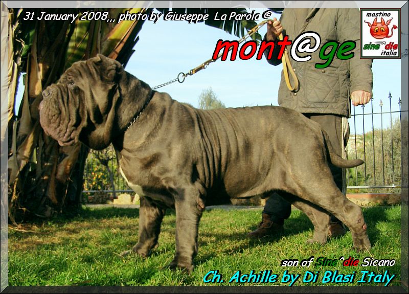 Ch Achille By Gianni  Di Blasi,,, 31 Gennaio 2008,,, figlio di Sine^die Sicano,,,