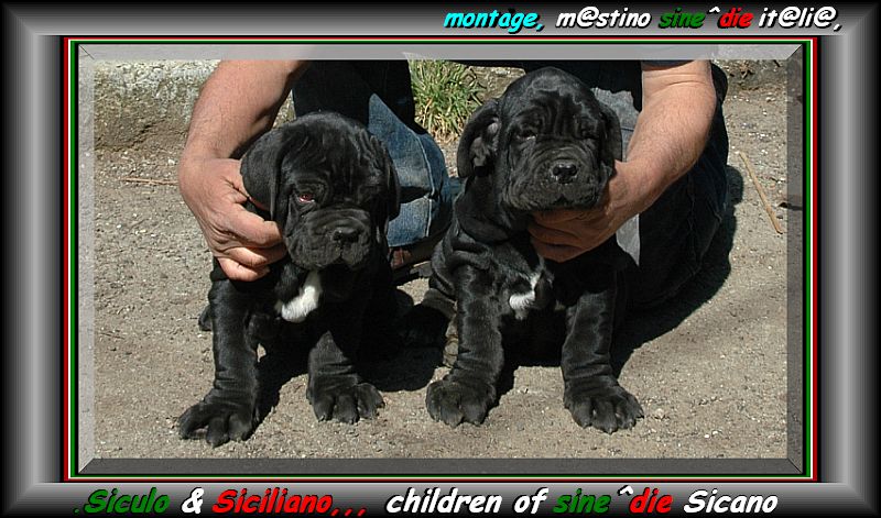 Siculo & Siciliano,,, children of sine^die Sicano,,,