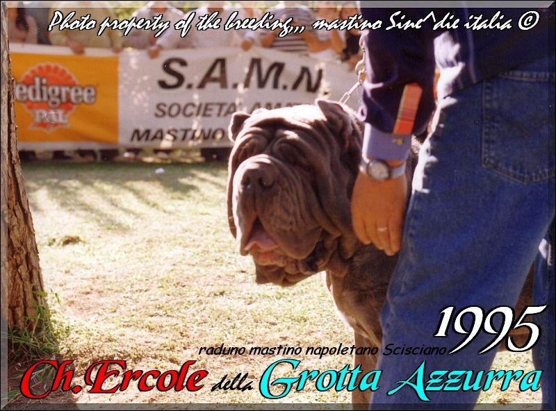 Ch. Ercole della Grotta azzurra,,