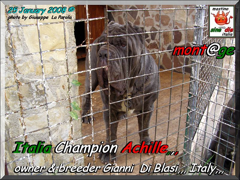 Ch. It. Achille by Gianni Di Blasi,,, tre years son of Sine^die Sicano,,,,