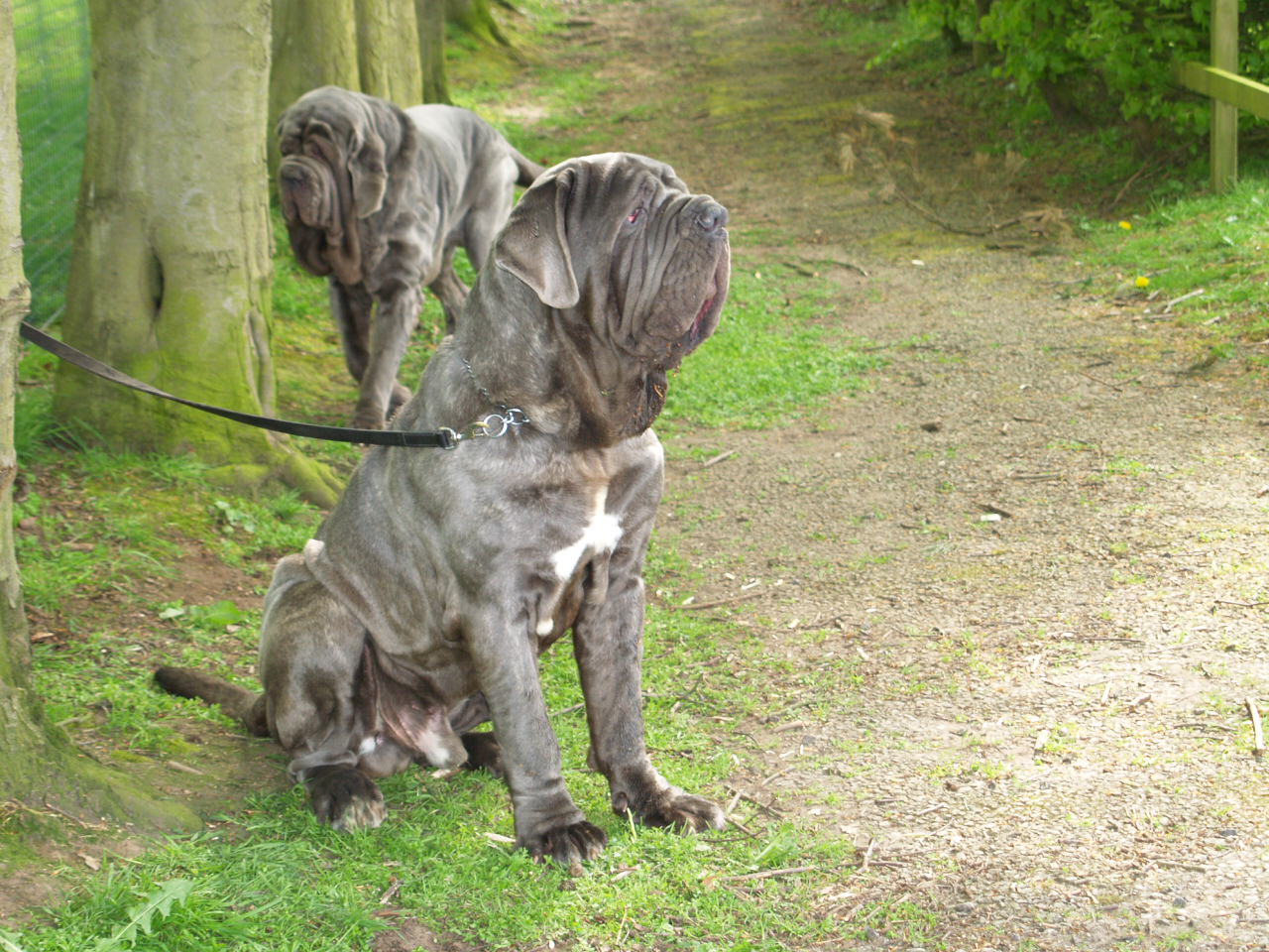 09 05 2008 dog show 021