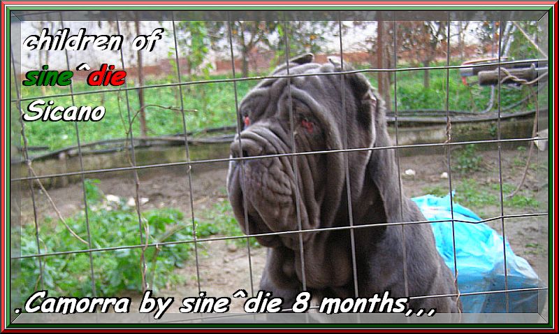 Camorra by sine^die daughter of Sicano to 8 months